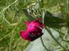 165798 – Photo : Vita – France (53)