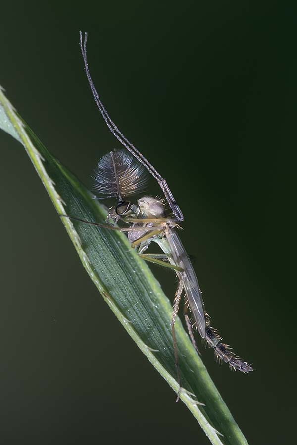 Eugène Vandebeulque - Chironomus sp. - réf. 165393 (600 x 900 pixels, 52 ko)