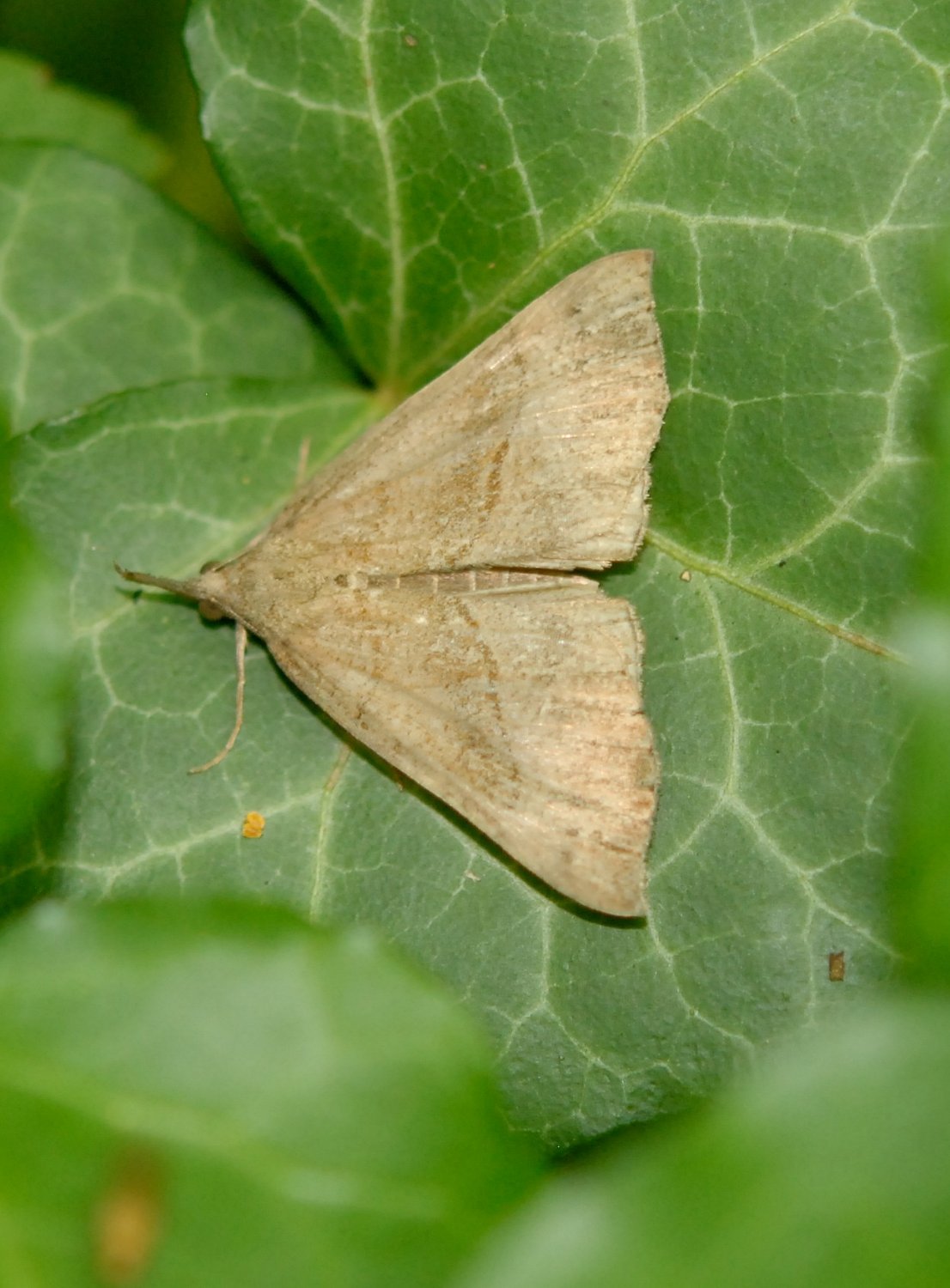 Maxime Zucca - Hypena proboscidalis - réf. 165808 (1106 x 1500 pixels, 194 ko)