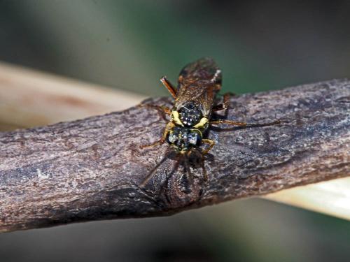 Aglaostigma sp.