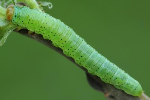 Euura caeruleocarpa