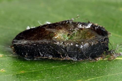 Euura caeruleocarpa