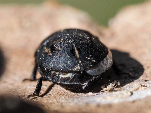 Réf. 166 690 : Odontoscelis fuliginosa