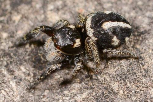 Pellenes nigrociliatus