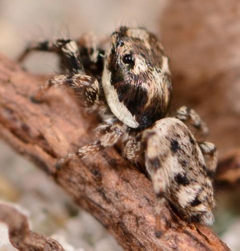 Salticus mutabilis
