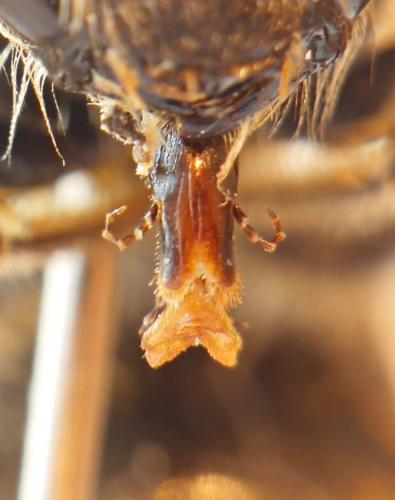 Colletes hederae