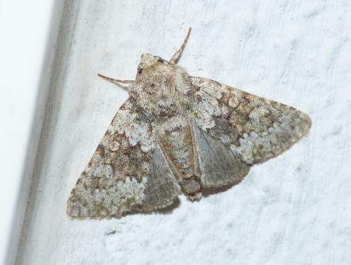 Réf. 166 076 : Hecatera dysodea