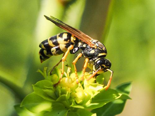 Polistes dominula