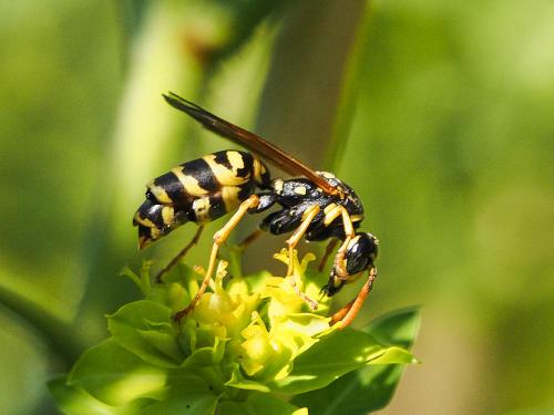 Réf. 166 778 : Polistes dominula