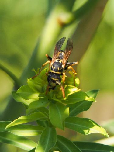Polistes dominula