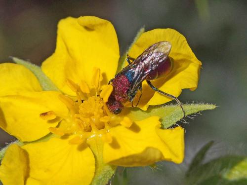 Réf. 166 185 : Chrysura cuprea