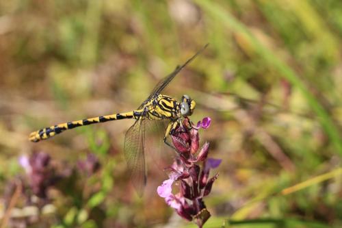 Onychogomphus uncatus