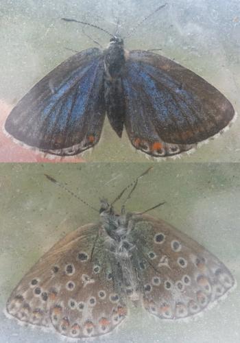 Réf. 166 184 : Polyommatus sp.