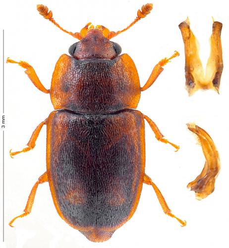 Réf. 166 894 : Epuraea sp.