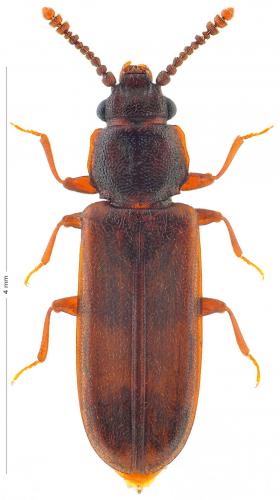 Pediacus dermestoides