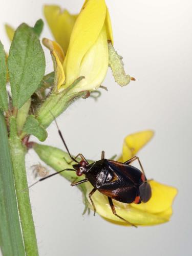 Réf. 166 486 : Deraeocoris ruber