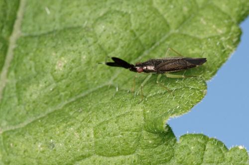 Réf. 166 489 : Heterotoma planicornis
