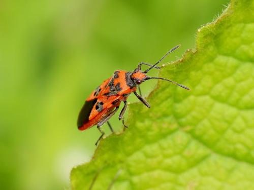 Corizus hyoscyami hyoscyami