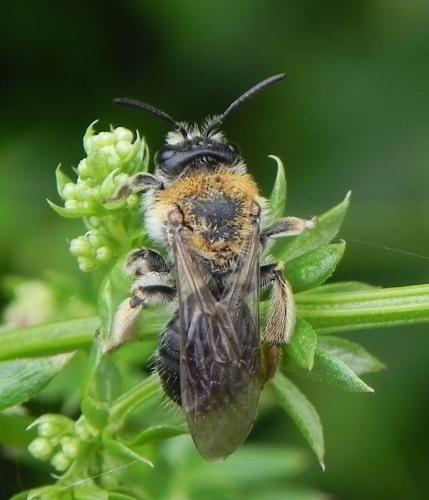 Réf. 166 240 : Andrena sp.