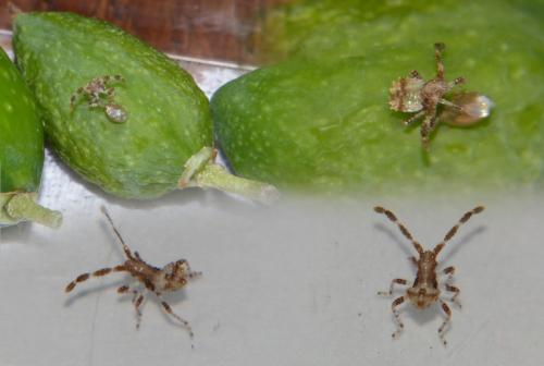 Coreus marginatus