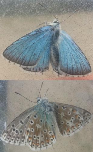 Réf. 166 183 : Polyommatus sp.
