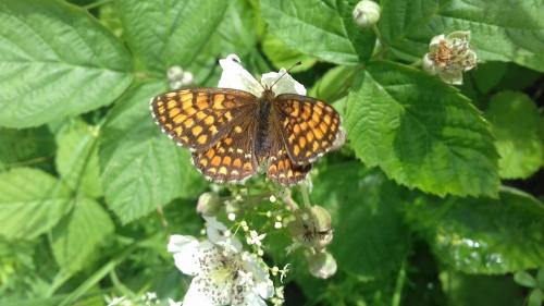 Melitaea sp.