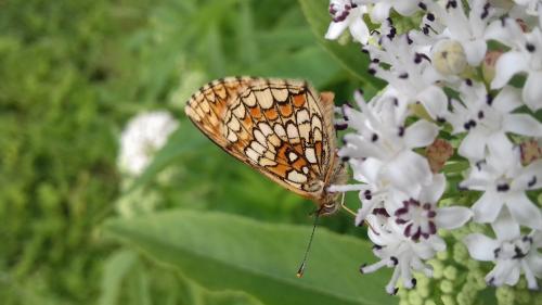 Melitaea sp.