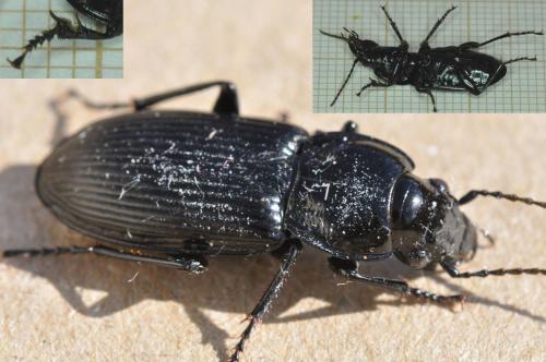 Réf. 166 803 : Pterostichus melanarius