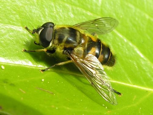 Réf. 166 392 : Myathropa florea