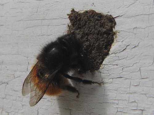 Osmia cornuta