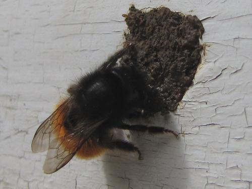 Osmia cornuta