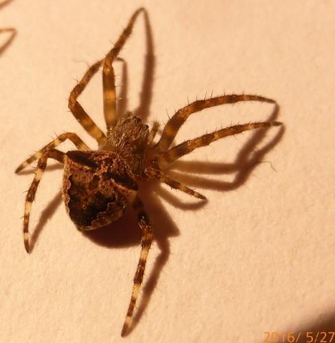 Réf. 166 674 : Gibbaranea bituberculata