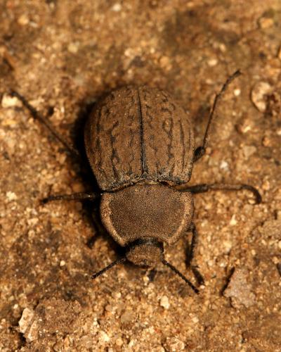 Asida sabulosa