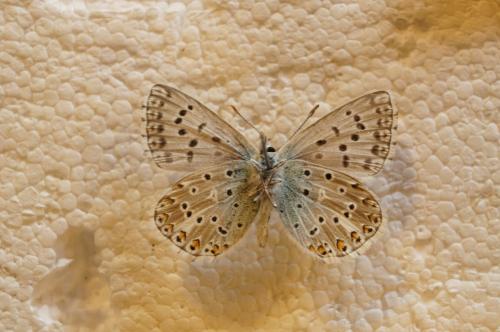 Réf. 166 373 : Polyommatus hispana