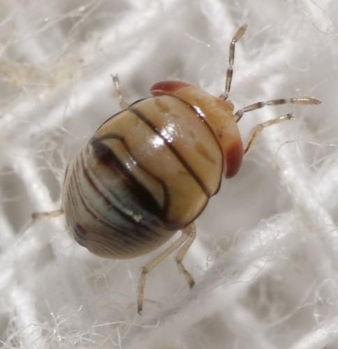 Geocoris sp.