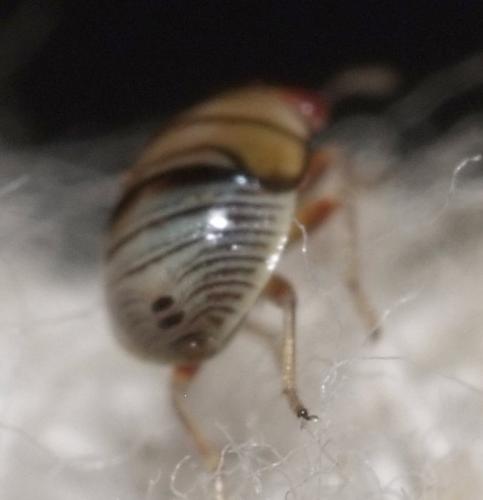 Geocoris sp.