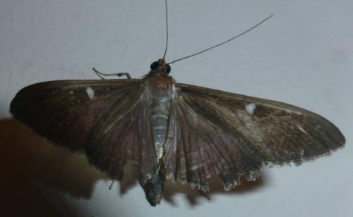 Cydalima perspectalis
