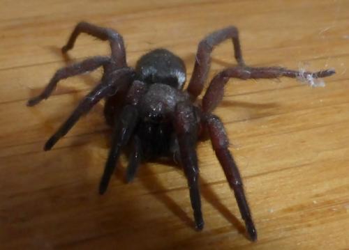 Réf. 166 673 : Scotophaeus sp.