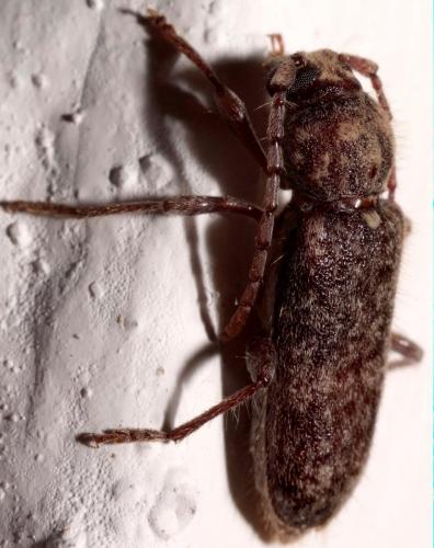Réf. 166 846 : Trichoferus sp.