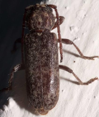Trichoferus sp.