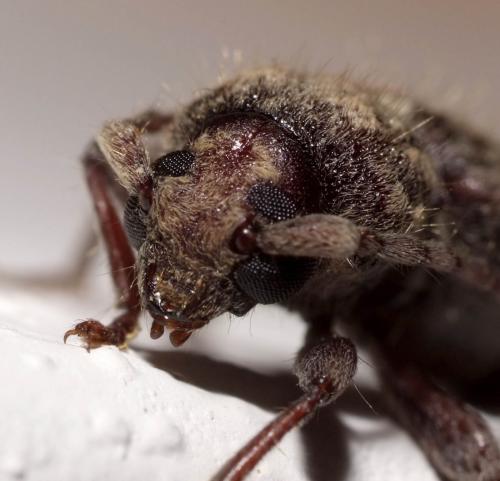 Réf. 166 848 : Trichoferus sp.