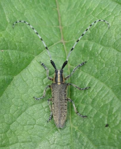 Agapanthia villosoviridescens