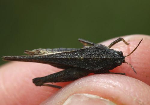 Réf. 166 858 : Tetrix sp.