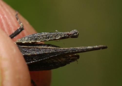 Tetrix sp.