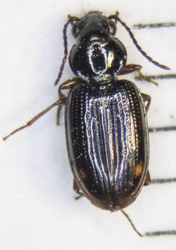 Bembidion lunulatum