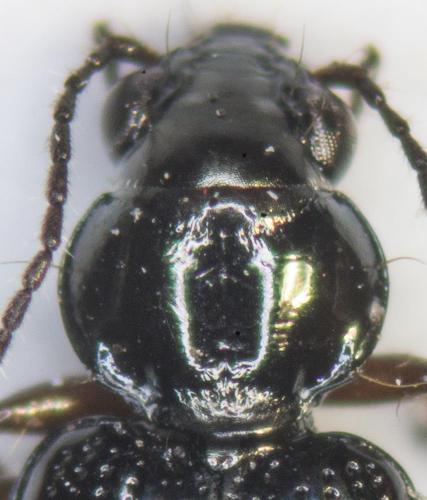 Bembidion lunulatum