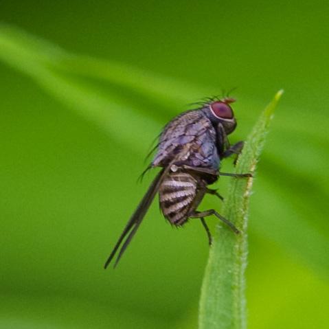 Minettia subvittata