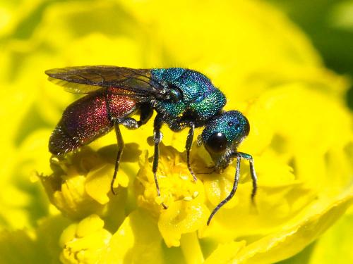 Réf. 166 830 : Chrysura sp.