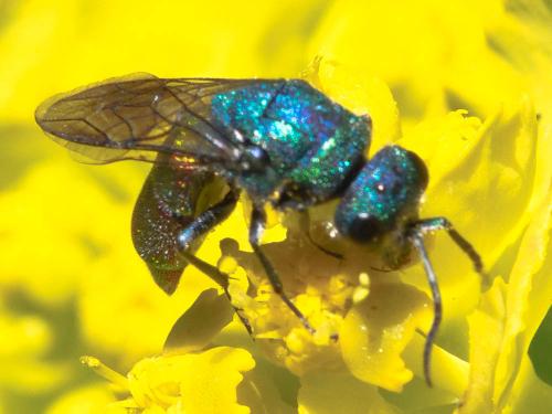 Réf. 166 831 : Chrysura sp.