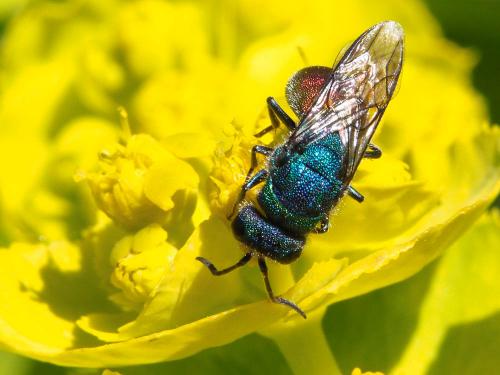 Chrysura sp.